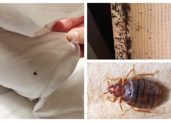 Bed Bug Removal – How to Get Rid of Bed Bugs