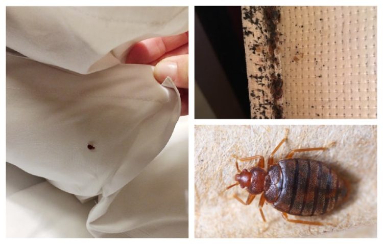 Bed Bug Removal – How to Get Rid of Bed Bugs